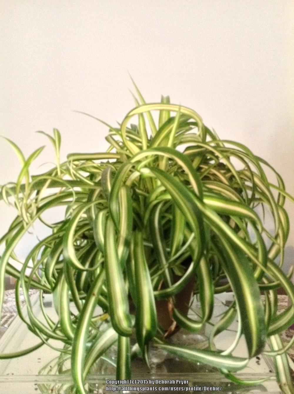 Photo of Curly Spider Plant (Chlorophytum comosum 'Bonnie') uploaded by Deebie