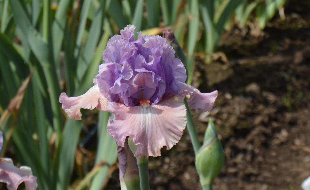 Photo of Tall Bearded Iris (Iris 'Role Reversal') uploaded by KentPfeiffer