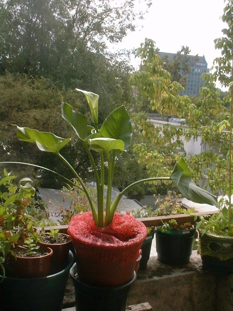 Photo of Calla Lily (Zantedeschia aethiopica 'Green Goddess') uploaded by Mutisia
