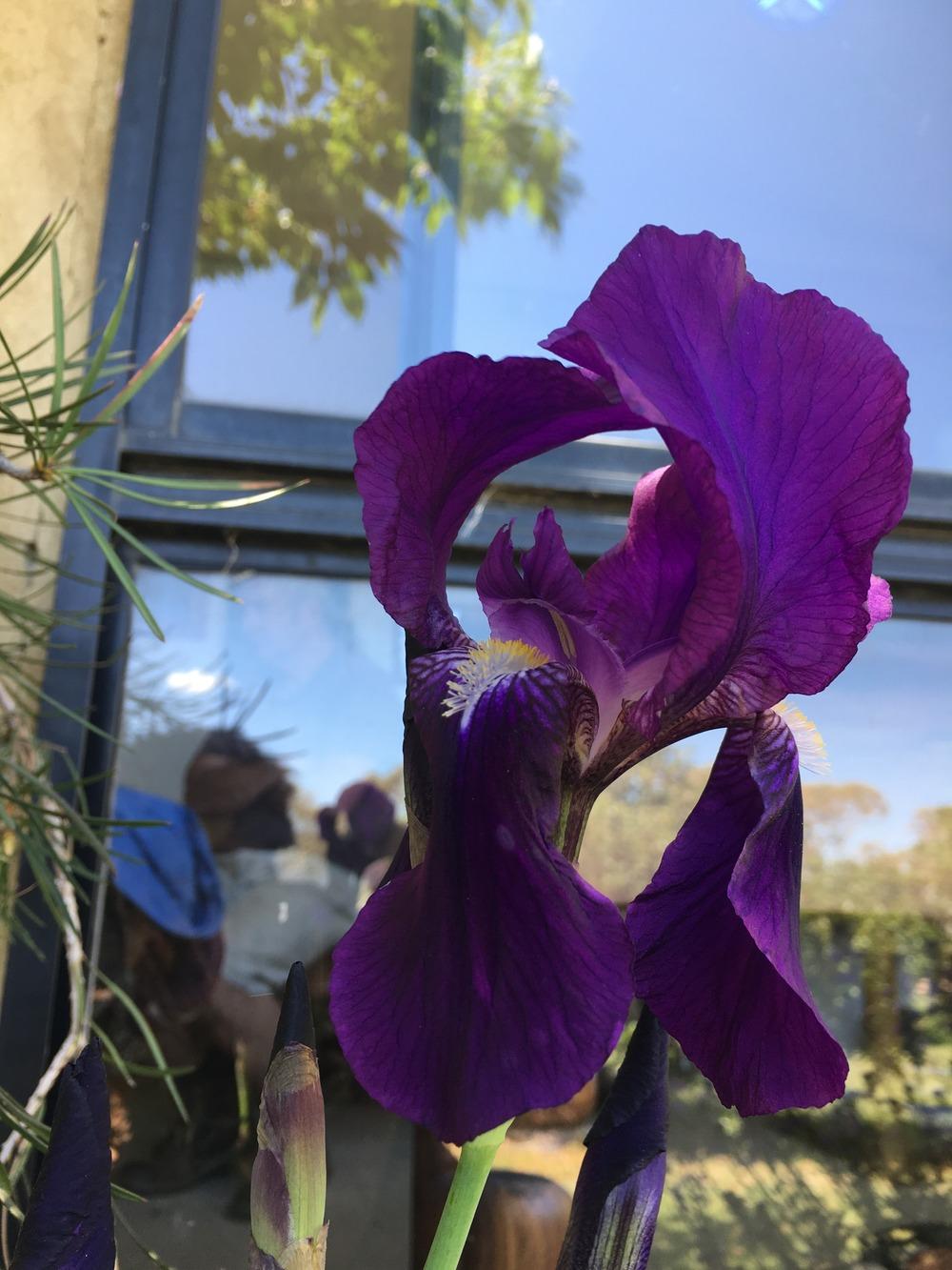 Photo of Intermediate Bearded Iris (Iris 'Crimson King') uploaded by Sunlover