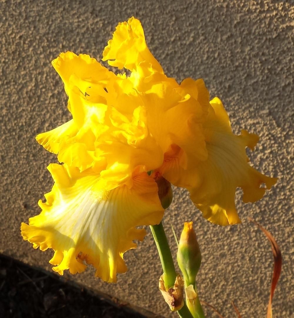 Photo of Tall Bearded Iris (Iris 'That's All Folks') uploaded by mesospunky