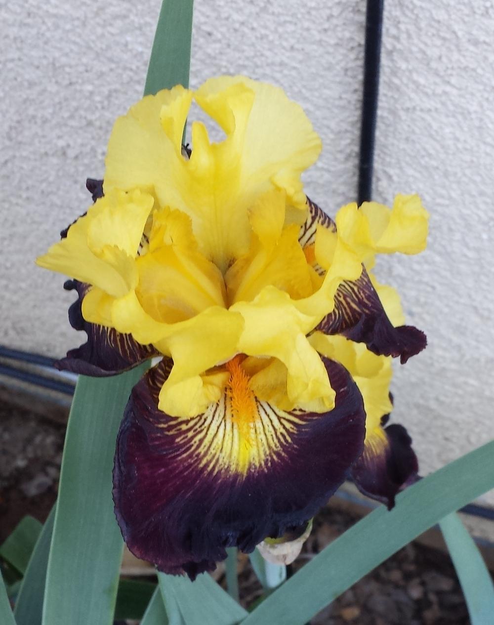 Photo of Tall Bearded Iris (Iris 'Explicit') uploaded by mesospunky