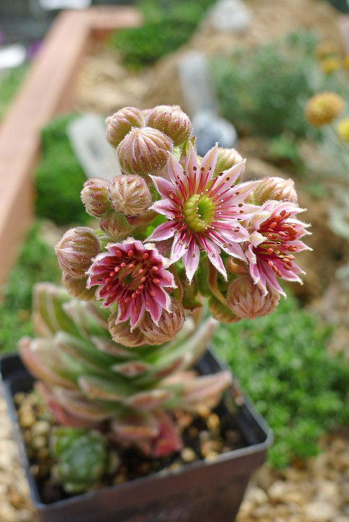 Photo of Hen and Chicks (Sempervivum 'Raspberry Ice') uploaded by robertduval14