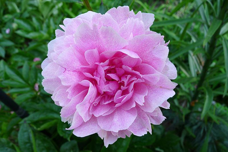 Photo of Chinese Peony (Paeonia lactiflora 'The Fawn') uploaded by robertduval14