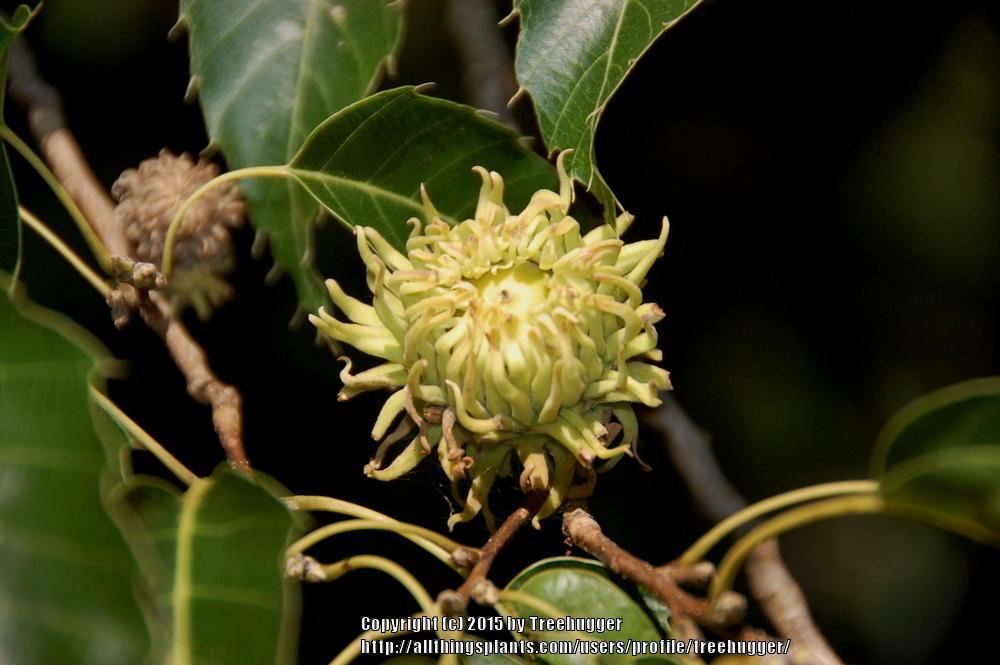 Photo of Sawtooth Oak (Quercus acutissima) uploaded by treehugger