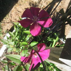 Location: Concord, NC zone 7
Date: 2015-10-20
Labeled as "Red Cardinal," but same plant