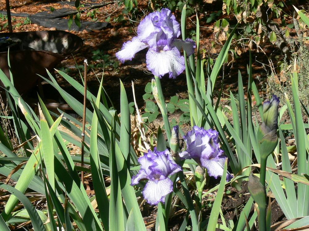 Photo of Tall Bearded Iris (Iris 'Autumn Circus') uploaded by janwax