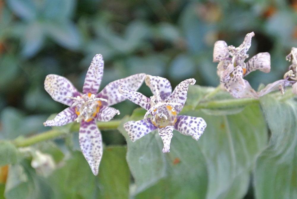 Photo of Japanese Toad Lily (Tricyrtis hirta) uploaded by robertduval14