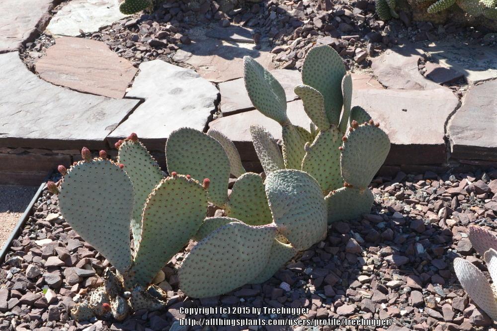 Photo of Beavertail Cactus (Opuntia basilaris) uploaded by treehugger