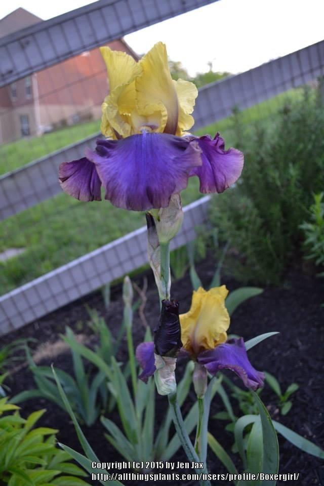 Photo of Tall Bearded Iris (Iris 'Jurassic Park') uploaded by Boxergirl