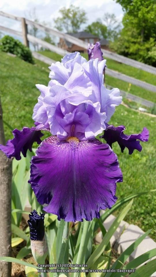 Photo of Tall Bearded Iris (Iris 'Great Gatsby') uploaded by Boxergirl