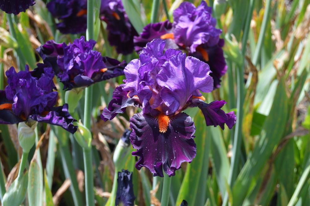 Photo of Tall Bearded Iris (Iris 'Sharp Dressed Man') uploaded by KentPfeiffer