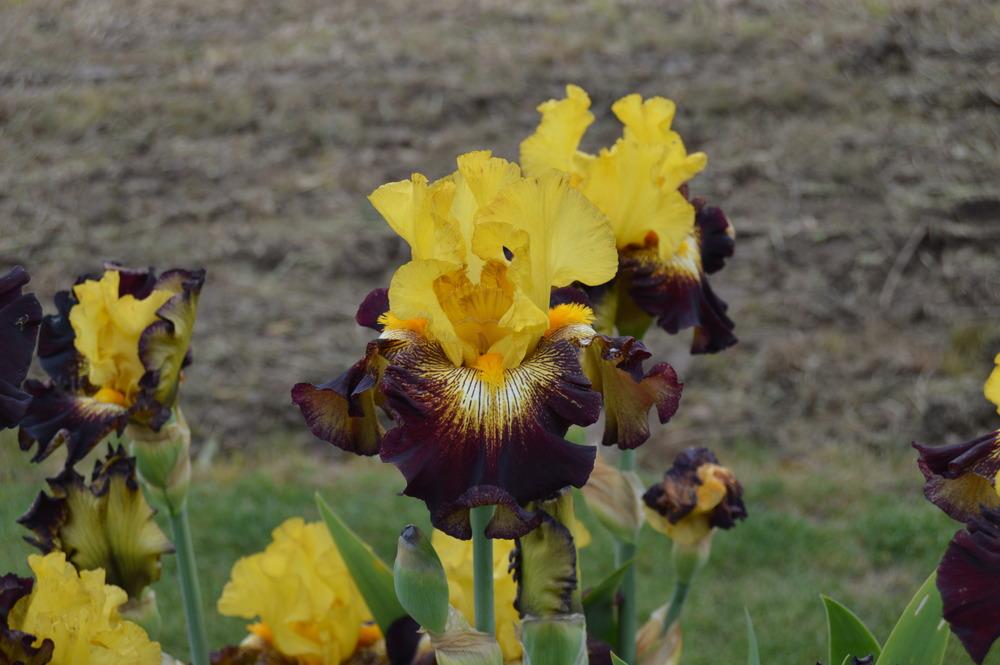 Photo of Tall Bearded Iris (Iris 'Stole the Show') uploaded by KentPfeiffer