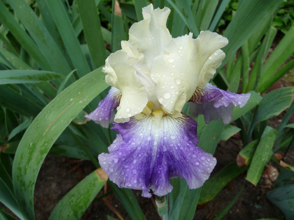 Photo of Tall Bearded Iris (Iris 'Seakist') uploaded by Lestv