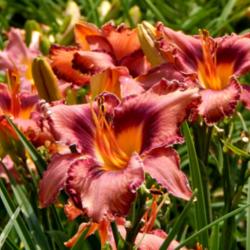 Location: A visit to BLUE RIDGE DAYLILIES in NC.
Date: 2015-10-21