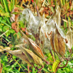 Location: My Gardens
Date: Oct. 12, 2014
Dried Pods Releasing Seeds