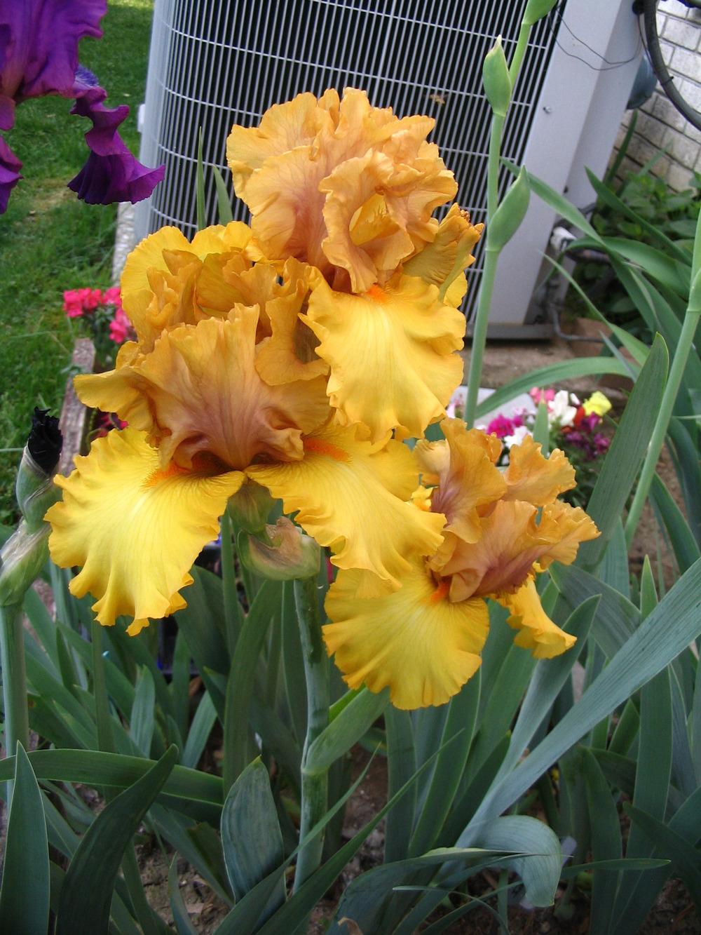 Photo of Tall Bearded Iris (Iris 'Nouveau Riche') uploaded by janielouy