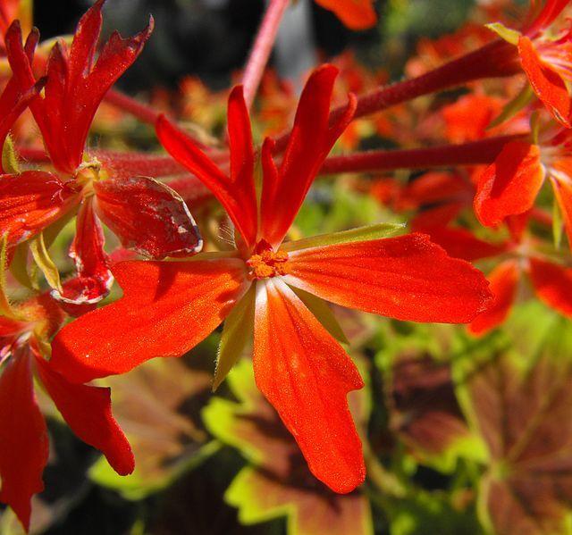 Photo of Zonal Geranium (Pelargonium x hortorum 'Vancouver Centennial') uploaded by robertduval14