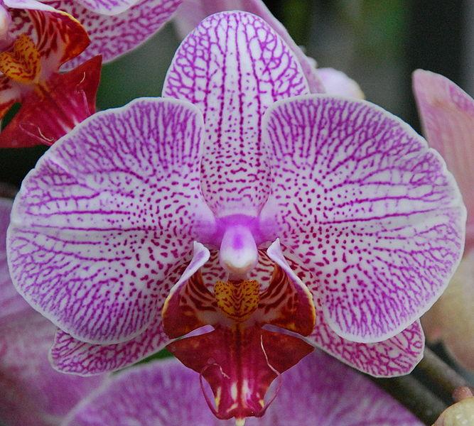 Photo of Moth Orchid (Phalaenopsis) uploaded by robertduval14