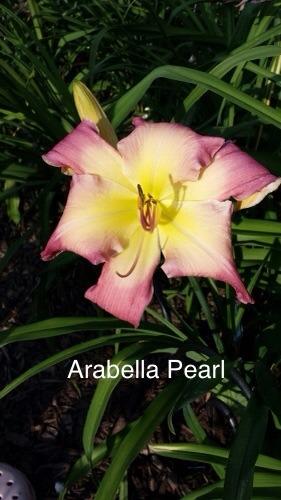 Photo of Daylily (Hemerocallis 'Arabella Pearl') uploaded by Ahead
