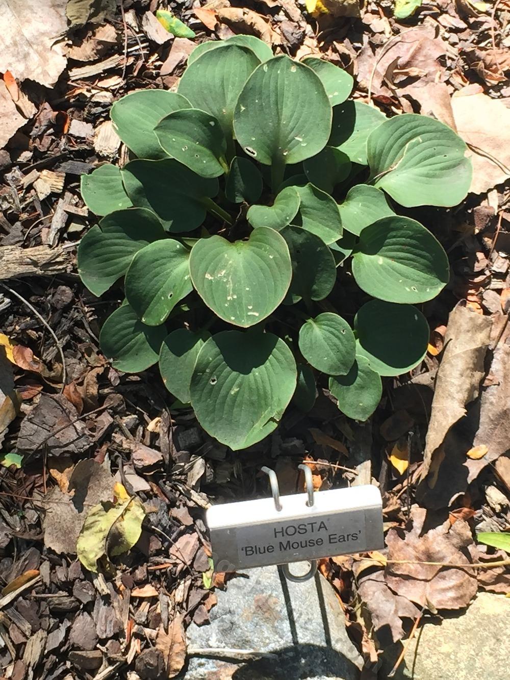 Photo of Hosta 'Blue Mouse Ears' uploaded by BookerC1