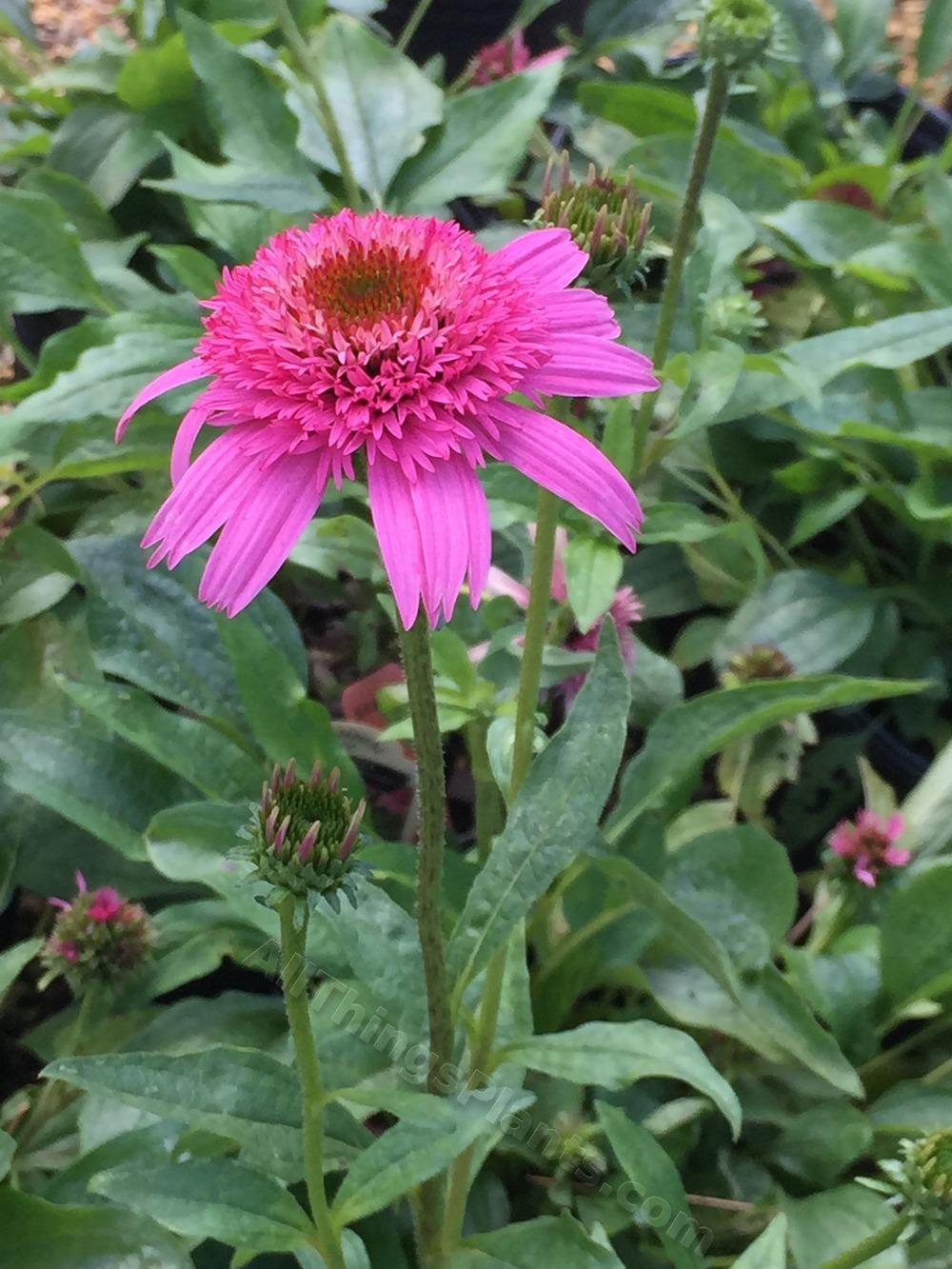 Photo of Coneflower (Echinacea 'Pink Double Delight') uploaded by BookerC1