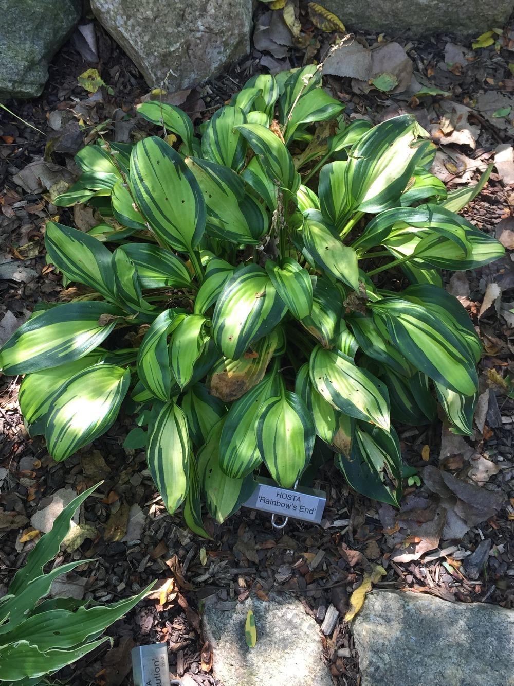 Photo of Hosta 'Rainbow's End' uploaded by BookerC1