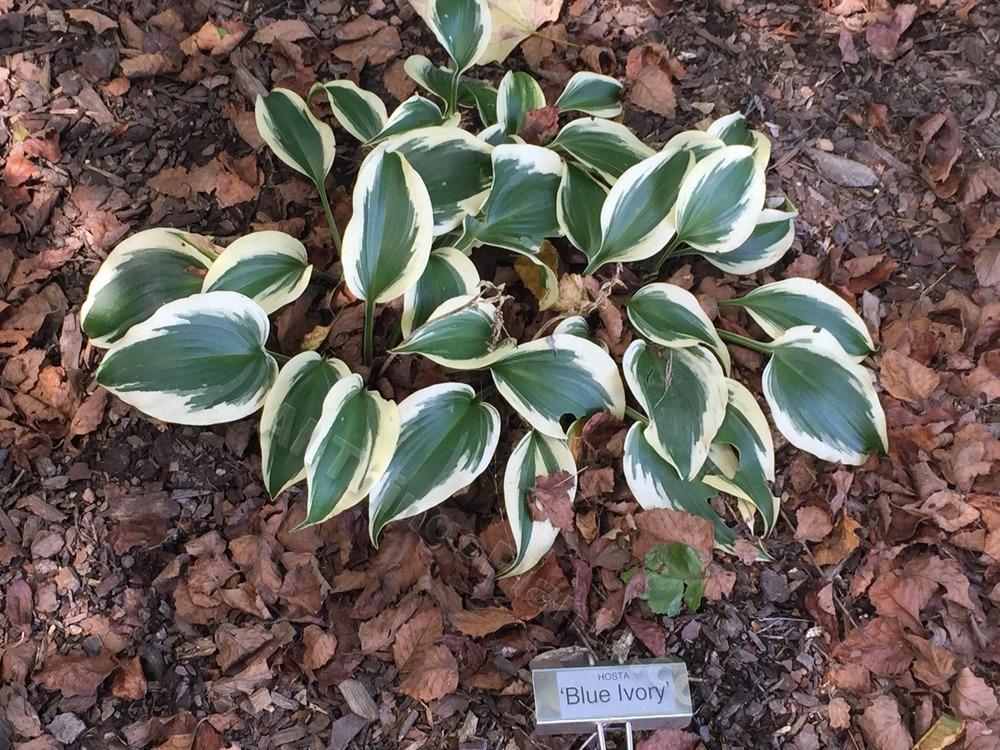 Photo of Hosta 'Blue Ivory' uploaded by BookerC1
