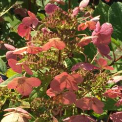 Location: Hornbaker's Gardens, Princeton, IL
Date: 2015-09-12
Shows bloom color as it ages