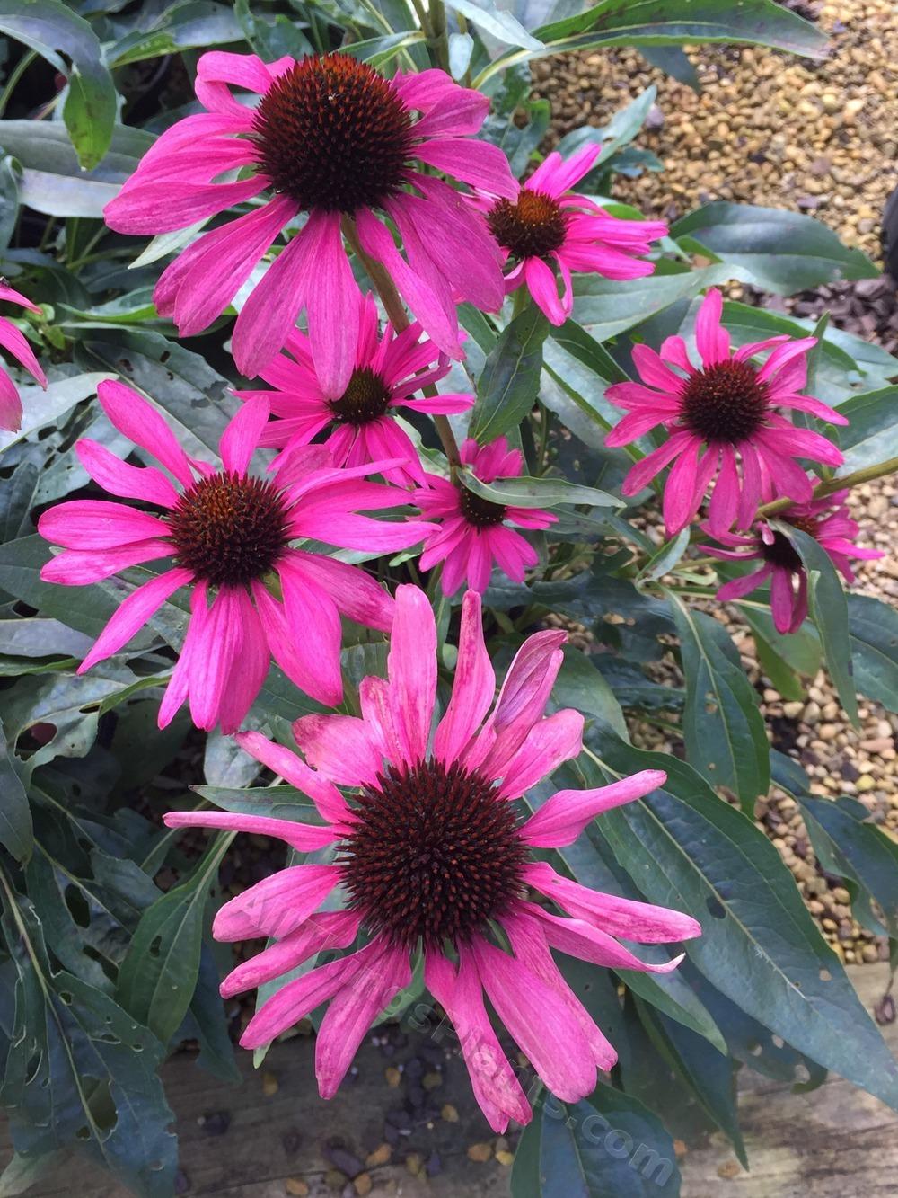 Photo of Coneflower (Echinacea Butterfly™ Purple Emperor) uploaded by BookerC1
