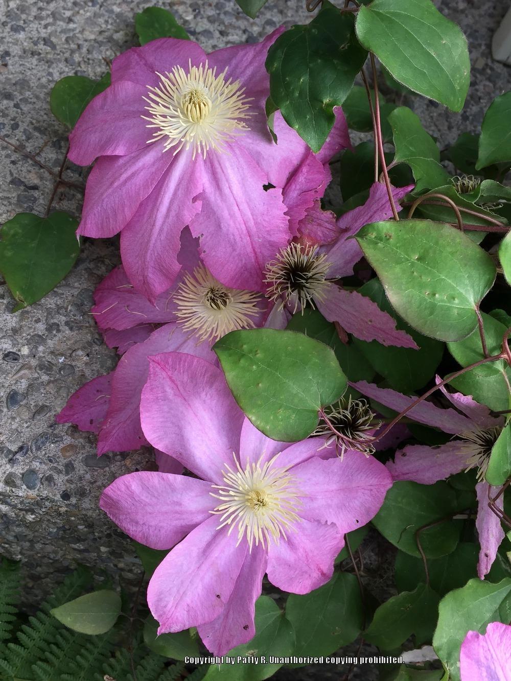 Photo of Clematis 'Asao' uploaded by Patty