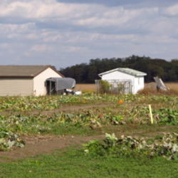 Location: central Illinois
Date: 2013-10-23
A pumpkin patch near Chatham, Il.