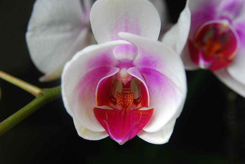 Photo of Moth Orchid (Phalaenopsis) uploaded by robertduval14