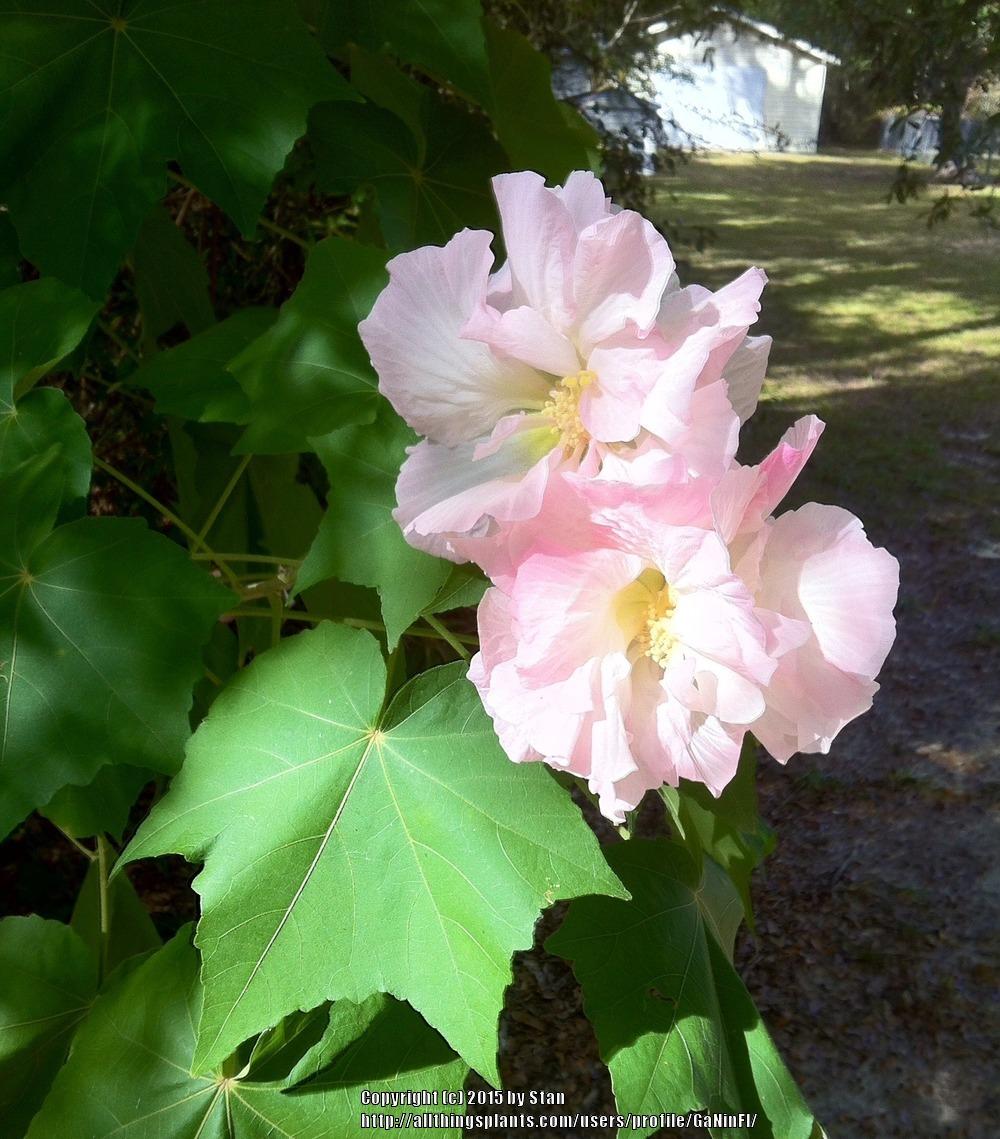Photo of Confederate Rose (Hibiscus mutabilis) uploaded by GaNinFl