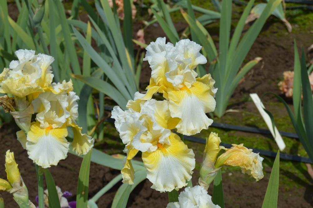 Photo of Tall Bearded Iris (Iris 'Yours Truly') uploaded by KentPfeiffer