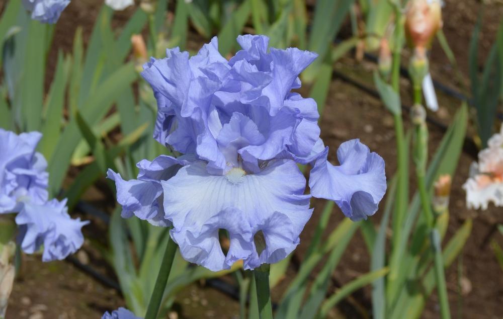 Photo of Tall Bearded Iris (Iris 'Water Waltz') uploaded by KentPfeiffer