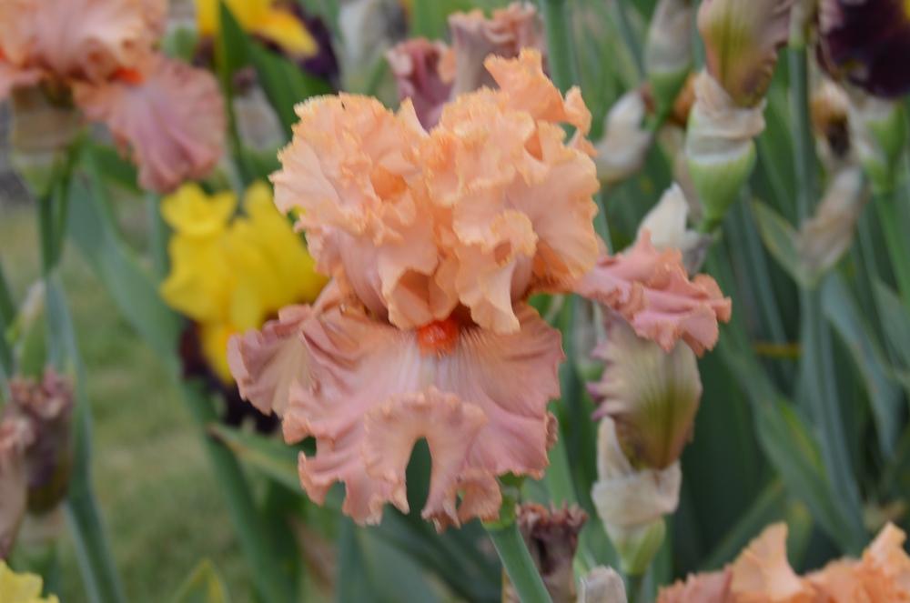 Photo of Tall Bearded Iris (Iris 'Totally Tropical') uploaded by KentPfeiffer