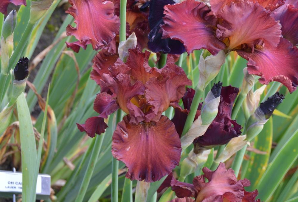 Photo of Tall Bearded Iris (Iris 'Tiff') uploaded by KentPfeiffer