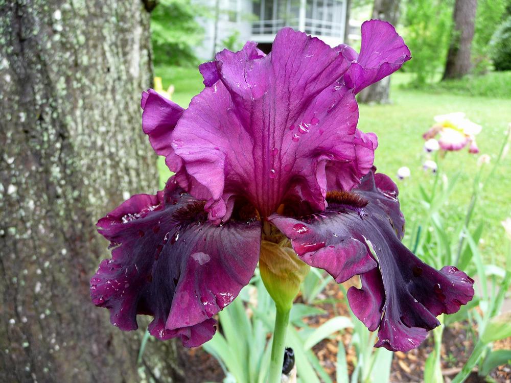Photo of Tall Bearded Iris (Iris 'Silken Trim') uploaded by Lestv