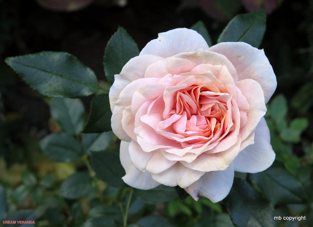 Photo of Rose (Rosa 'Garden of Roses') uploaded by MargieNY
