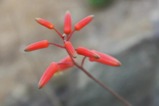 Photo of Aloes (Aloe) uploaded by RuuddeBlock