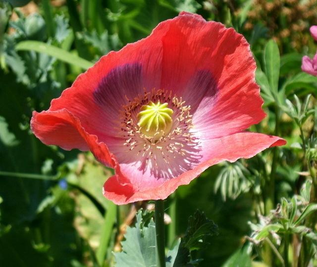 Photo of Opium Poppy (Papaver somniferum) uploaded by pirl