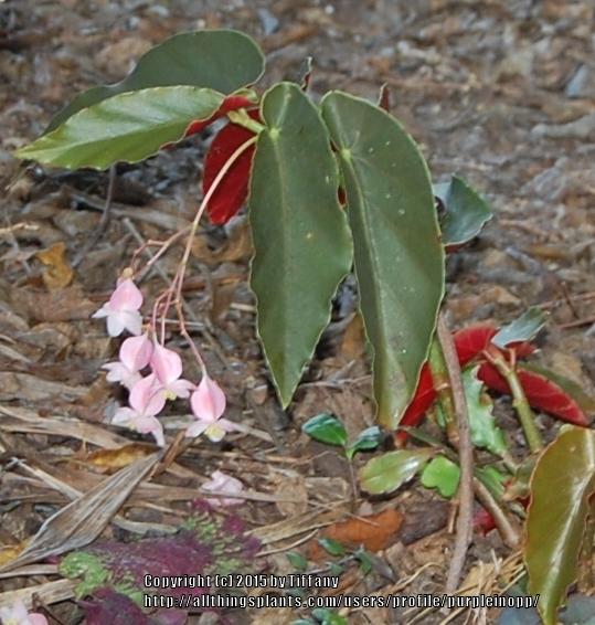 Photo of Begonia 'Castaway' uploaded by purpleinopp