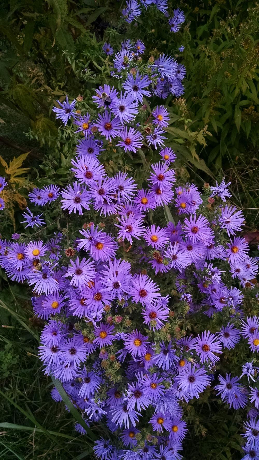 Photo of Aromatic Aster (Symphyotrichum oblongifolium 'Raydon's Favorite') uploaded by Catmint20906