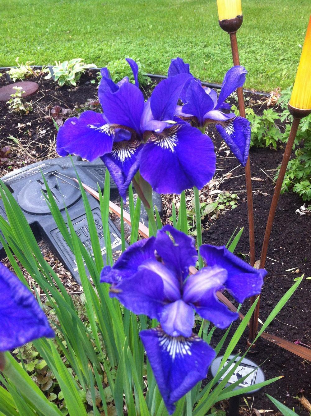 Photo of Siberian Iris (Iris 'Caesar's Brother') uploaded by DebbieC
