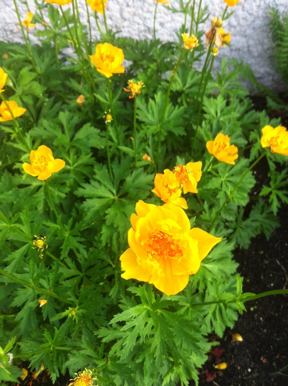 Photo of Chinese Globe Flower (Trollius chinensis 'Golden Queen') uploaded by DebbieC