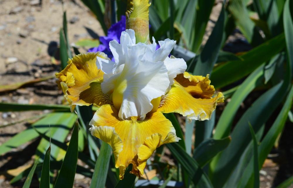 Photo of Tall Bearded Iris (Iris 'Going Green') uploaded by KentPfeiffer