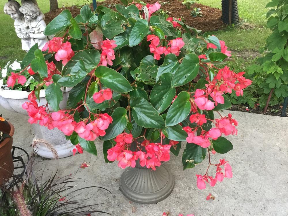 Photo of Dragon Wing Begonia (Begonia Dragon Wing® Pink) uploaded by DebbieC