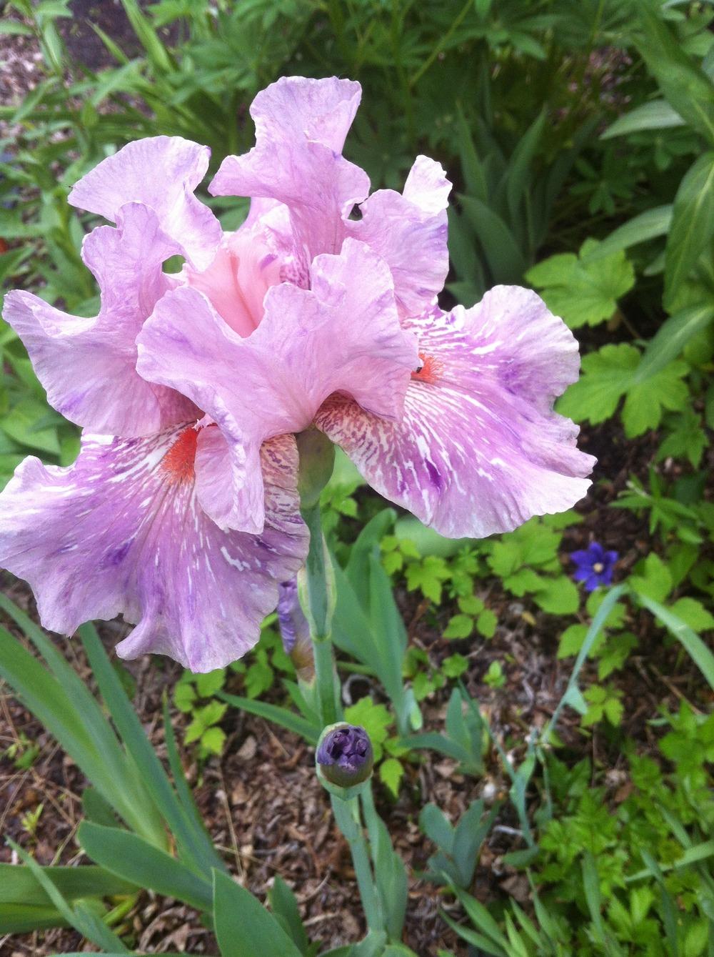 Photo of Irises (Iris) uploaded by DebbieC