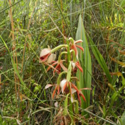 Location: Macleay Island, Queensland, Australia
Date: 2015-10-18
This wild plant was just finishing flowering. The orchid is liste